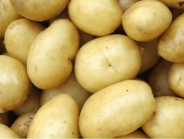 Potato