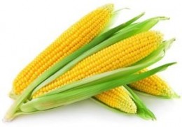 Maize