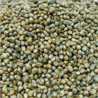 Green Millet